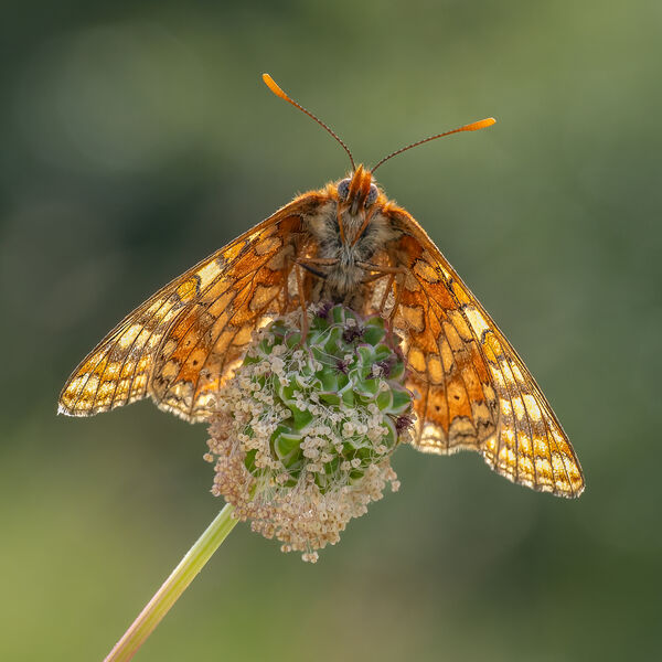 Marsh Fritillary