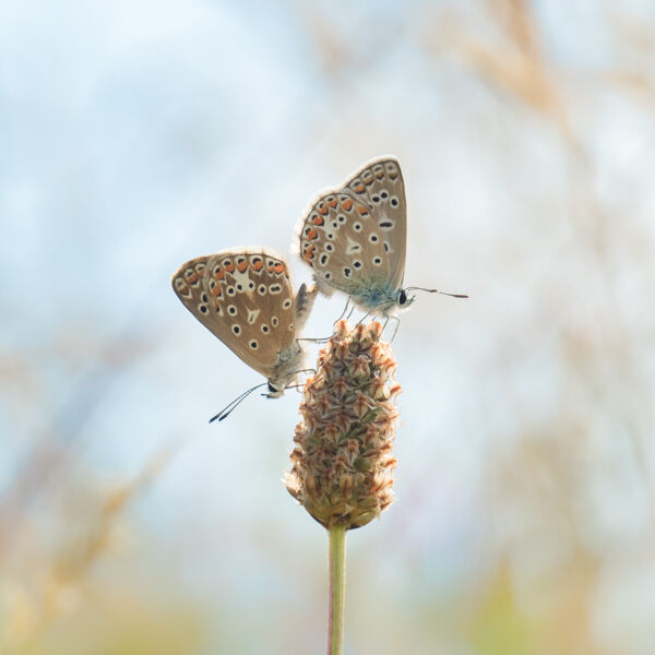 Mating common blues