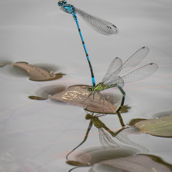 Mating damselflies