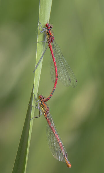 Mating large red damselflies