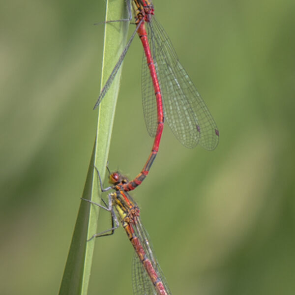 Mating large red damselflies