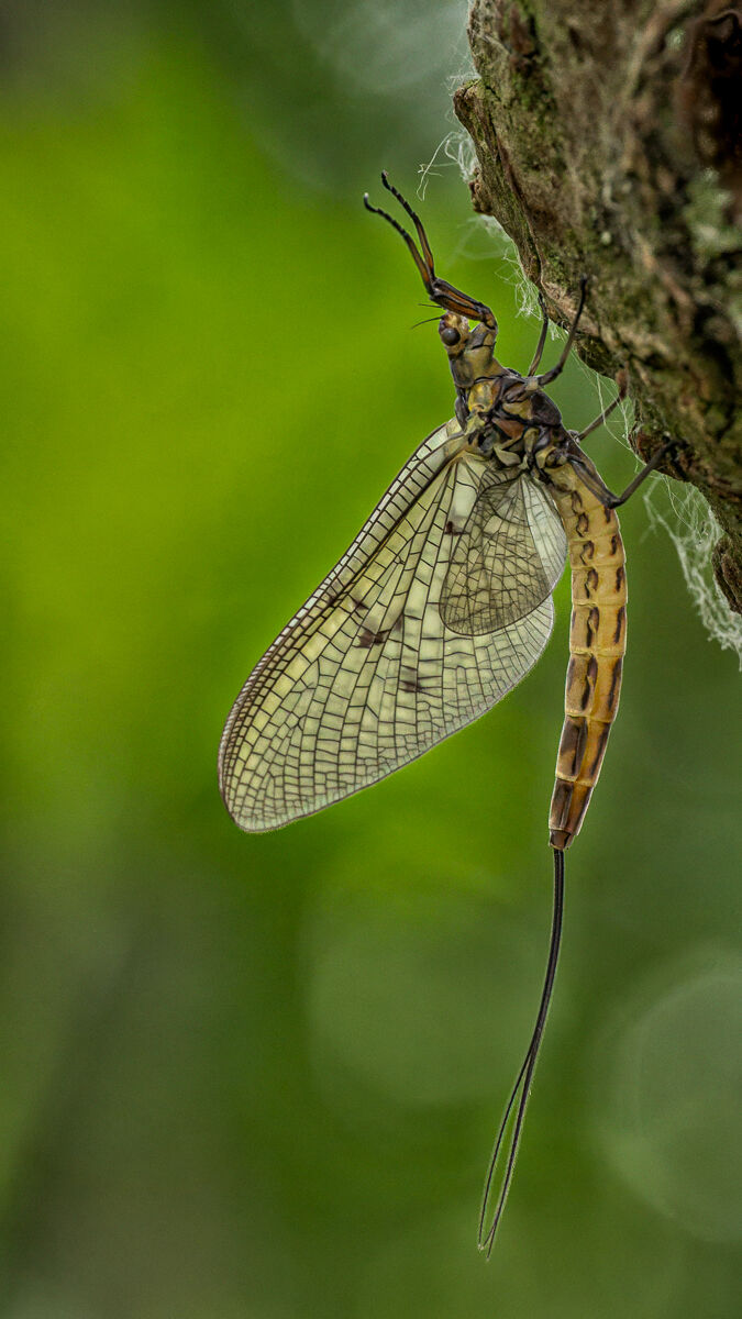 Mayfly
