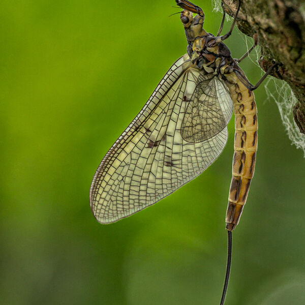 Mayfly