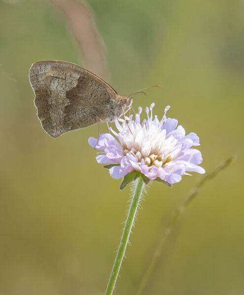 Meadow brown on field scabious