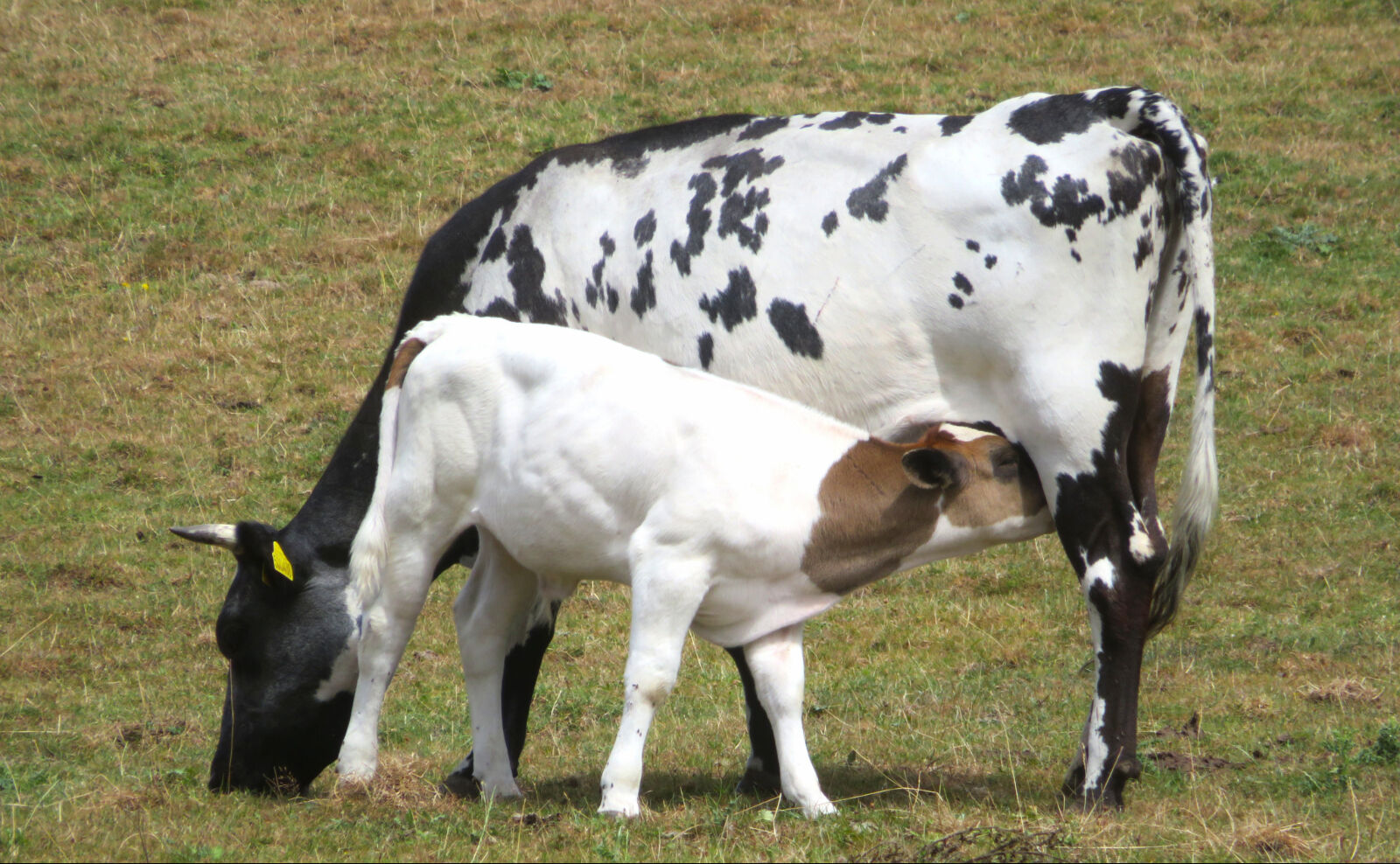 Milk Break