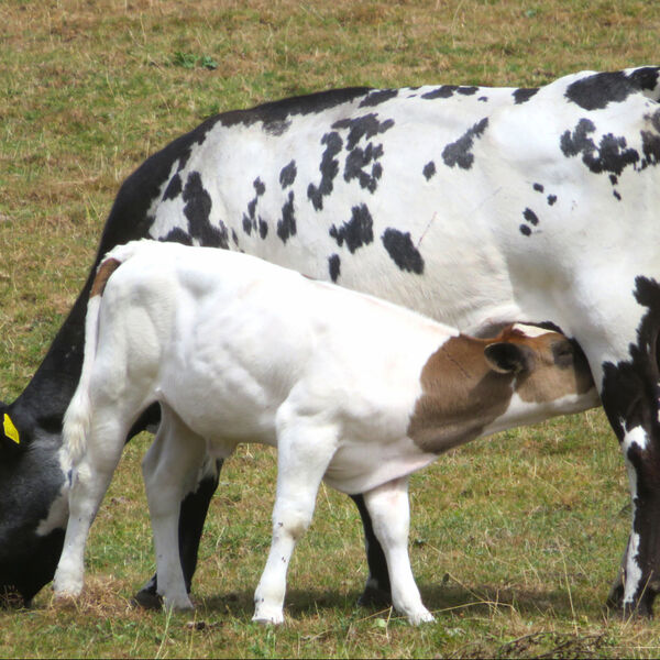 Milk Break