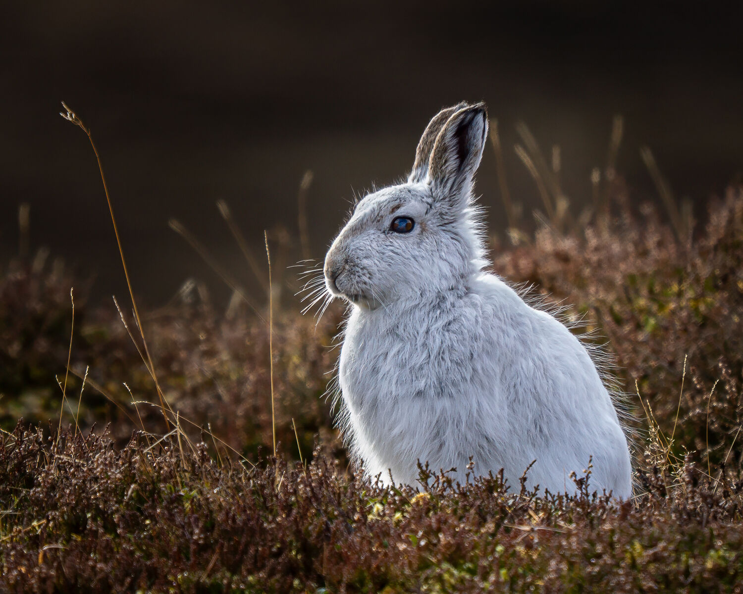 Mountain Hare