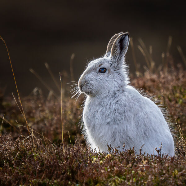 Mountain Hare