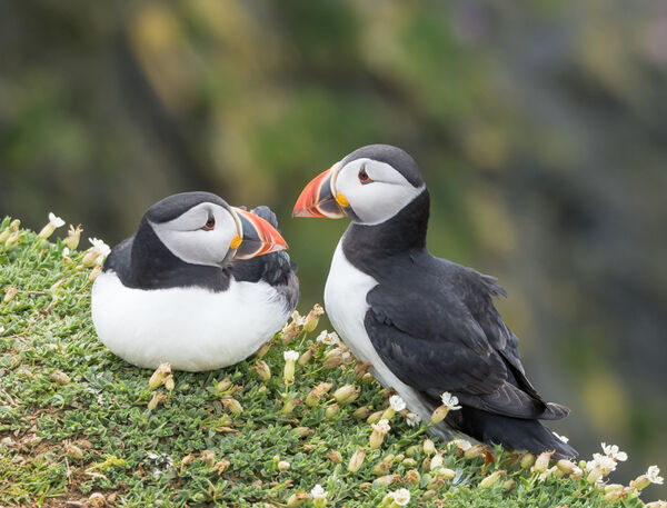 Mr and Mrs Puffin