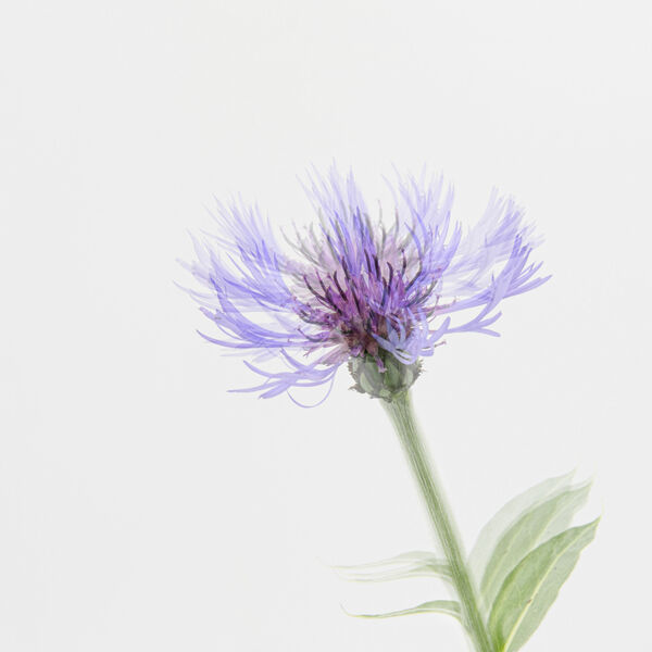 Multiple Exposure Centaurea