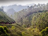 Munnar tea plantation