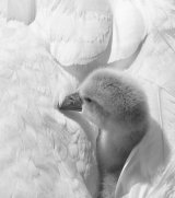 Mute Swan baby with Mum by Alan Bevis
