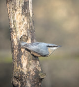 Nuthatch by Alan Bevis