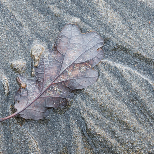 Oak leaf on beach