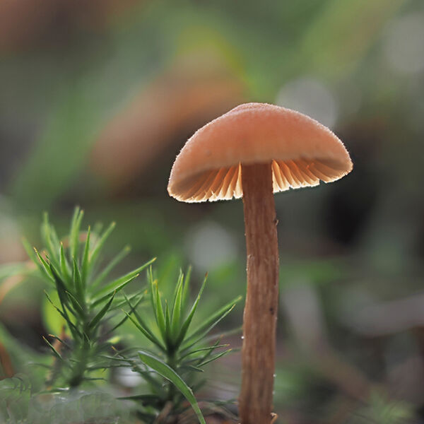 On the Forest Floor W