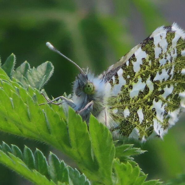 Orange Tip butterfly