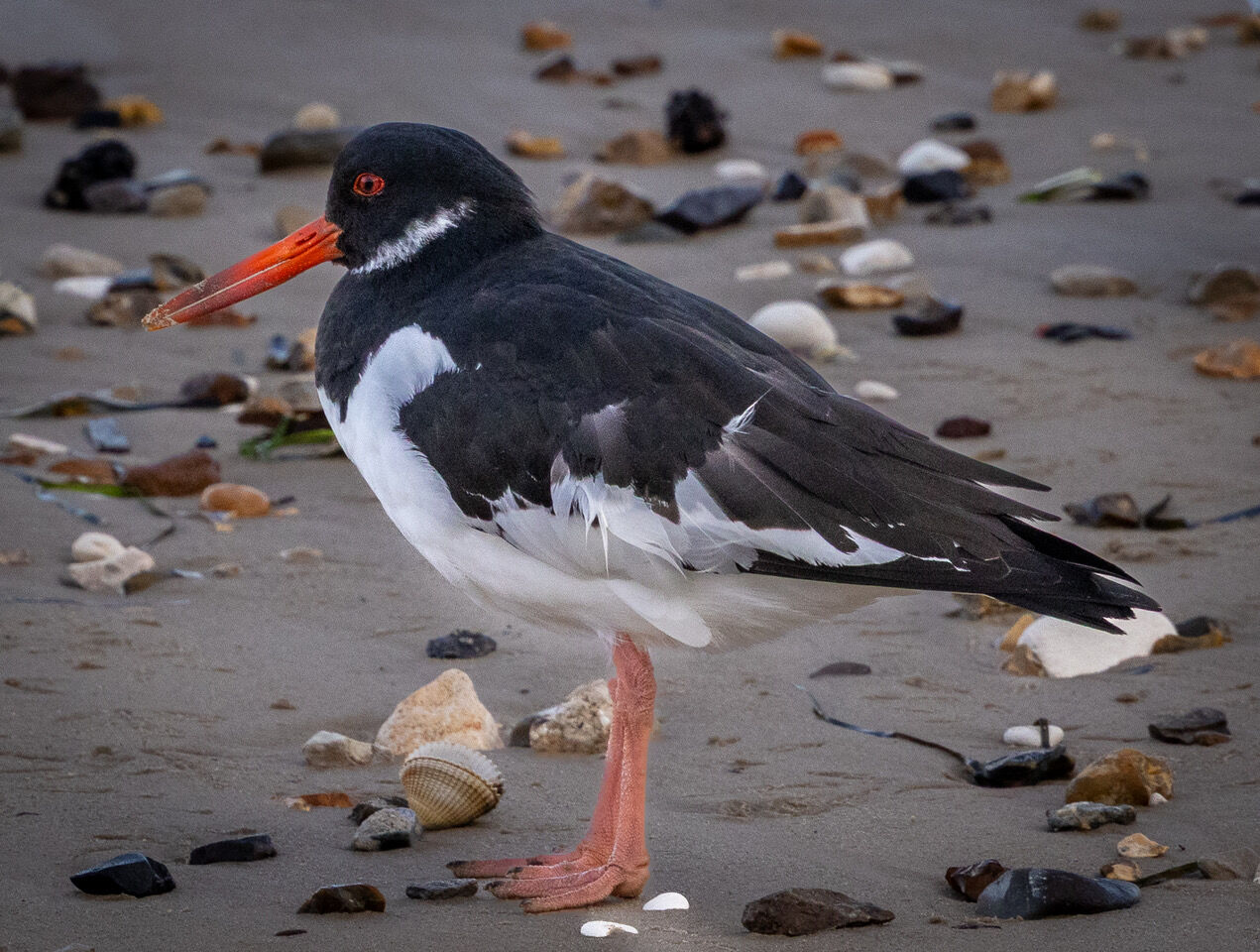 Oyster Catcher at Roost