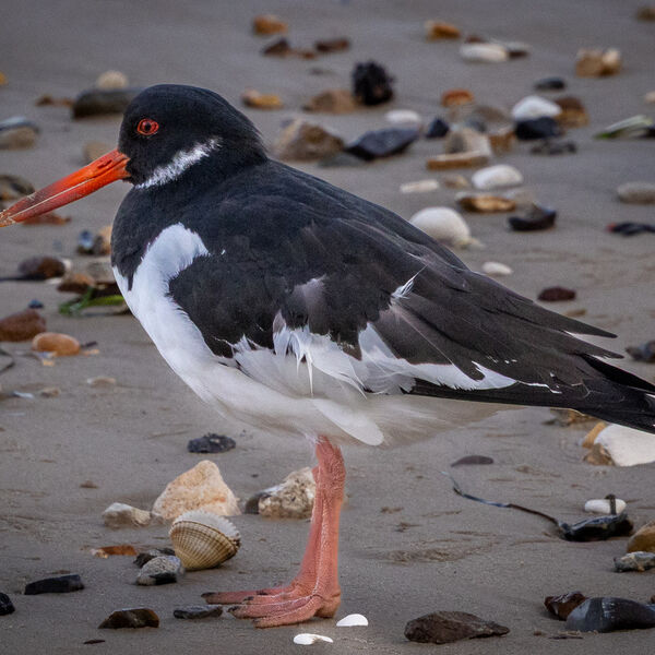 Oyster Catcher at Roost