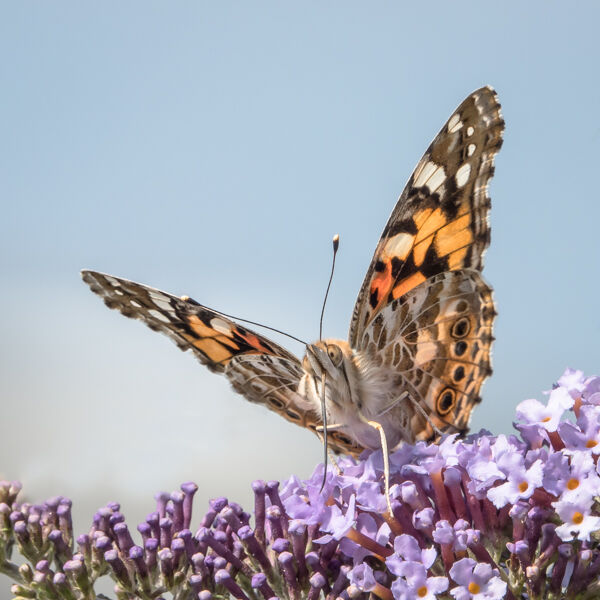 Painted lady