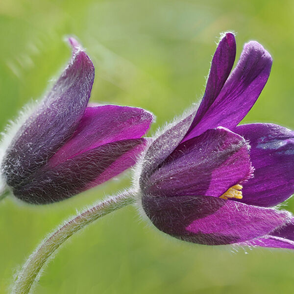 Pasque Flower
