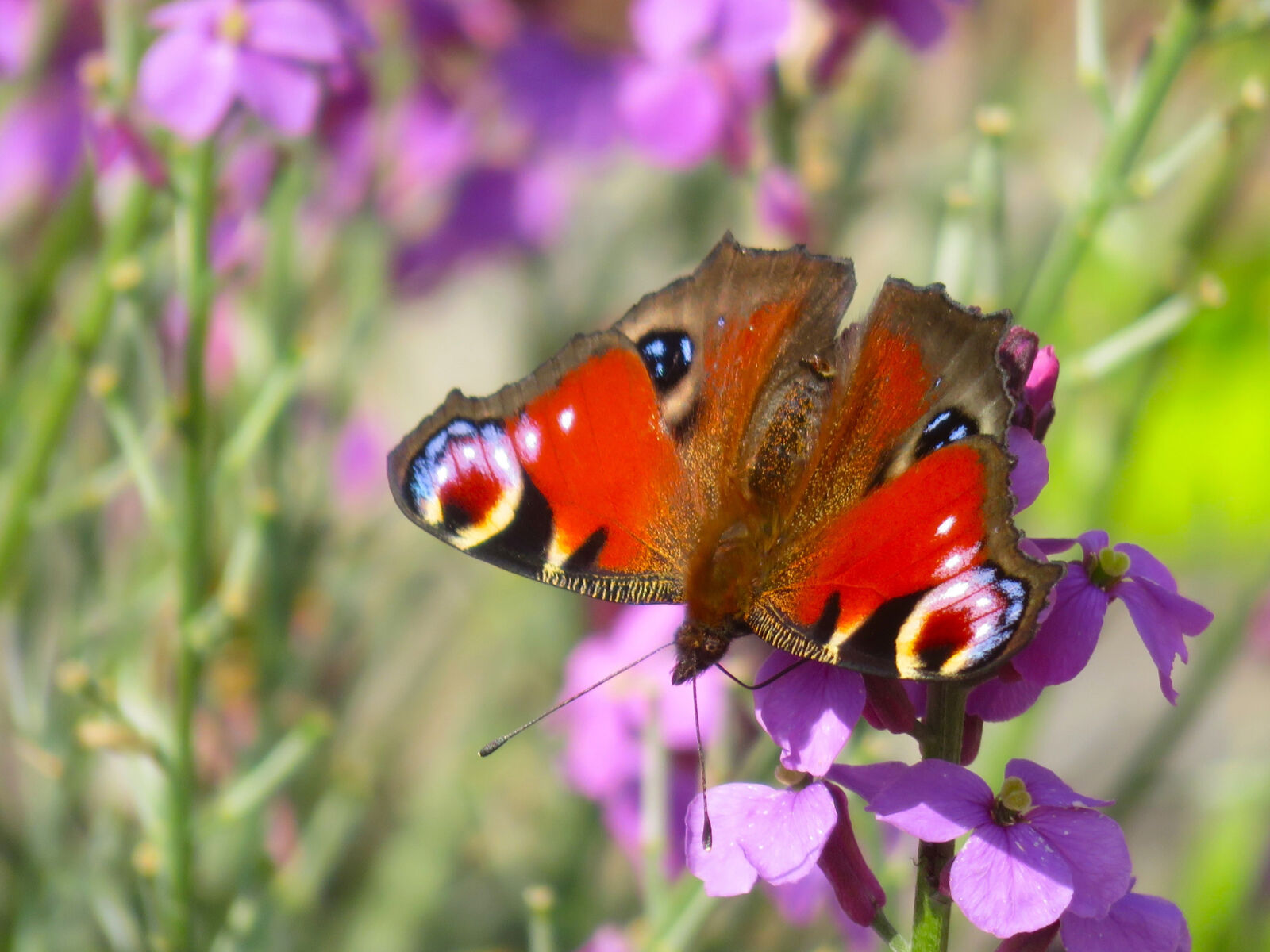 Peacock Butterfly