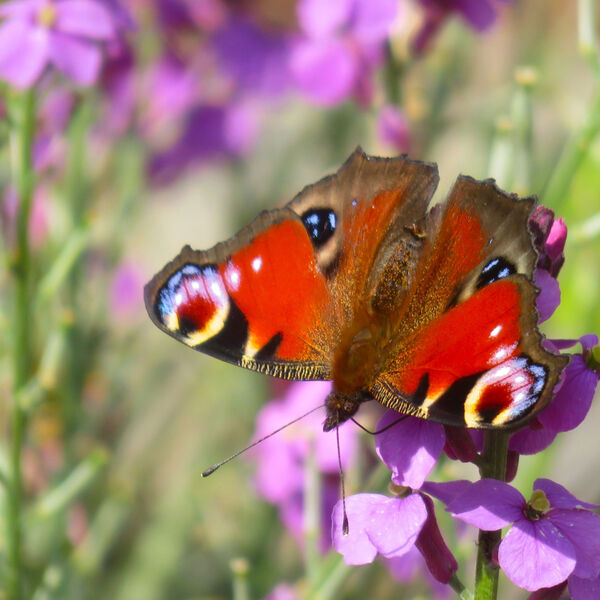 Peacock Butterfly