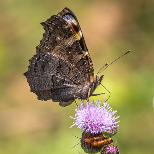 Peacock butterfly-2
