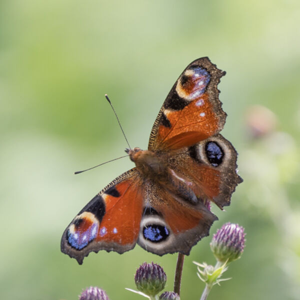 Peacock butterfly