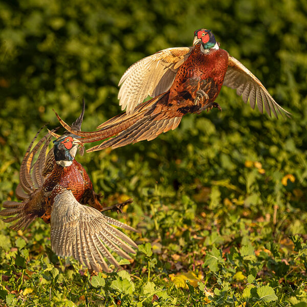 Pheasant Fight