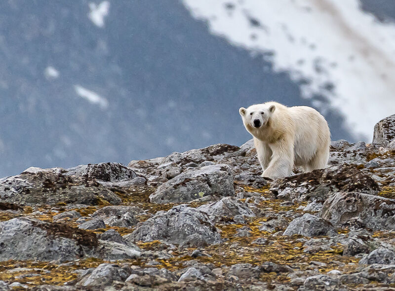 Polar bear. Graham Tarrant