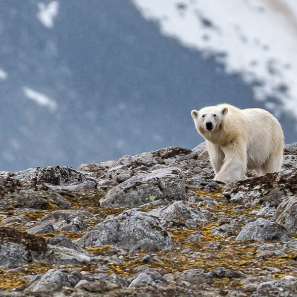 Polar bear. Graham Tarrant