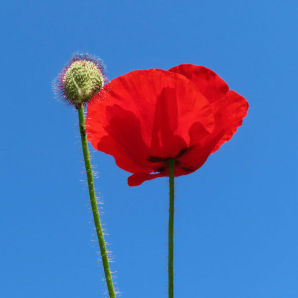 Poppies