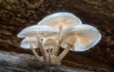 Porcelain Fungus by Alan Bevis