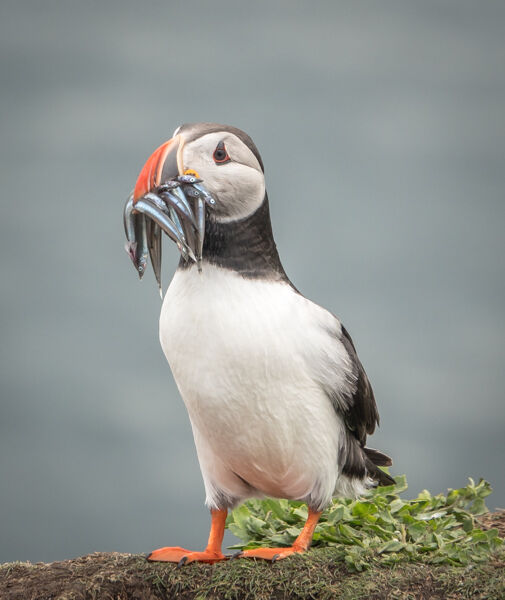 Puffin with sand eels