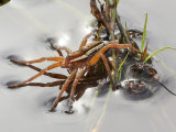 Raft spider phmerge 2