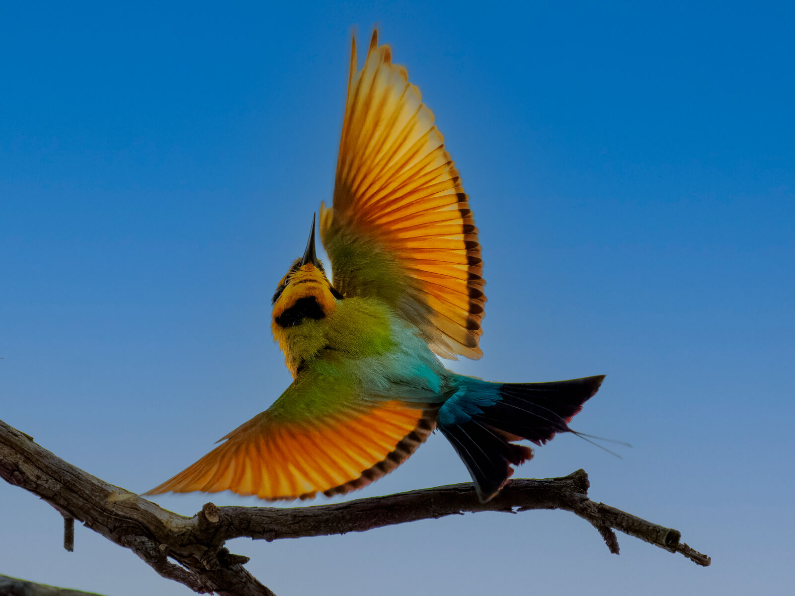 Rainbow Bee-eater Hunting