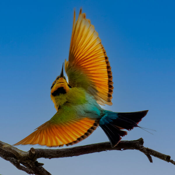 Rainbow Bee-eater Hunting