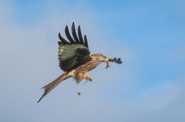 Red Kite with Food