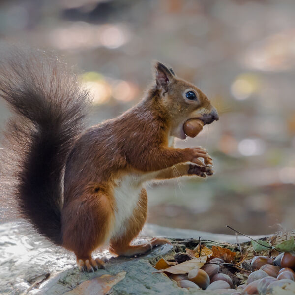 Red squirrel with acorn Mary