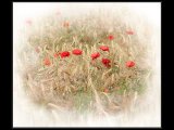 Remembrance 01 sm