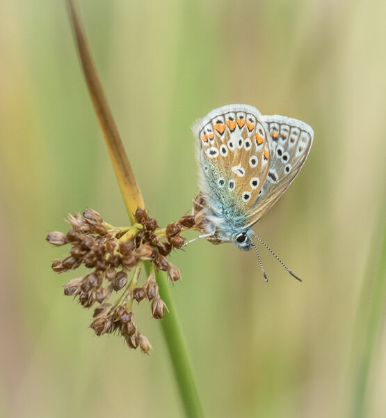 Resting common blue