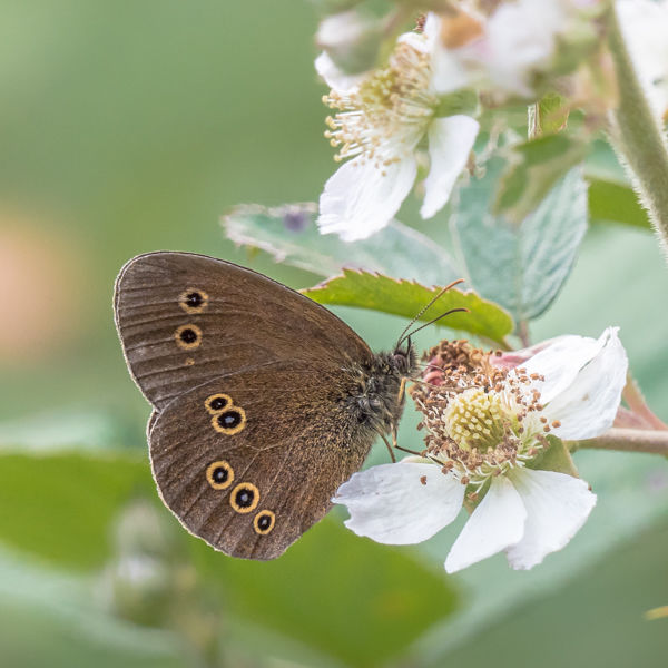 Ringlet on Bramble