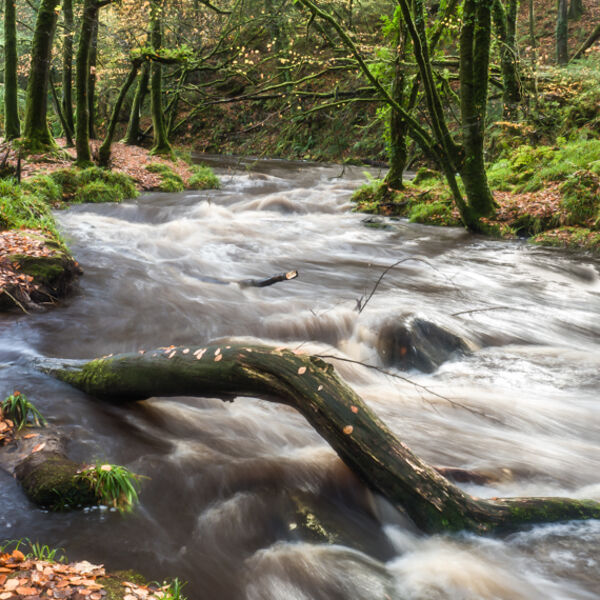 River Teign at Golitha Falls
