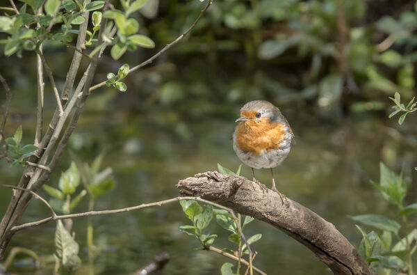 Robin