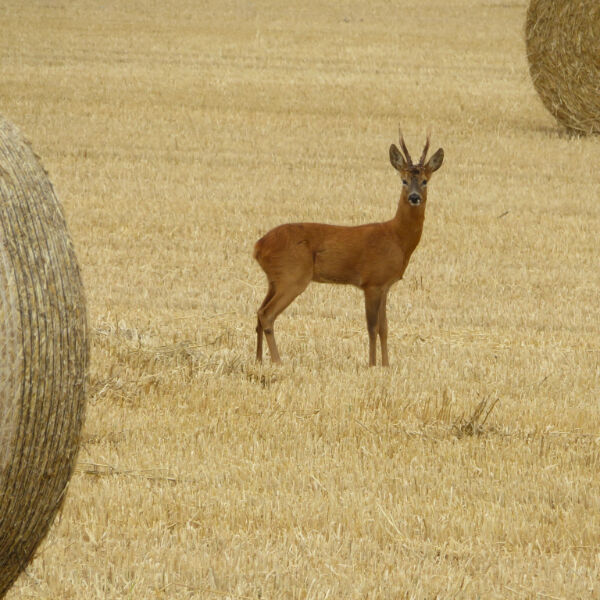 Roe Deer at Harvest Time