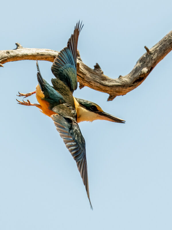 Sacred Kingfisher