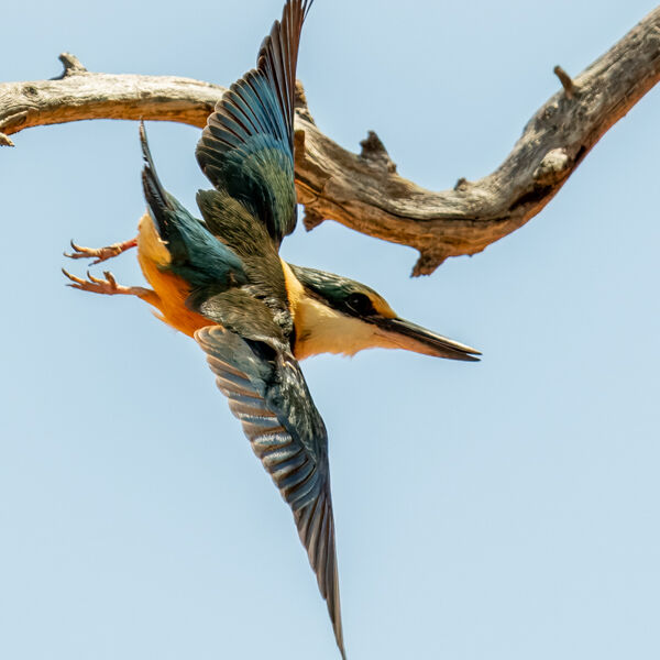 Sacred Kingfisher