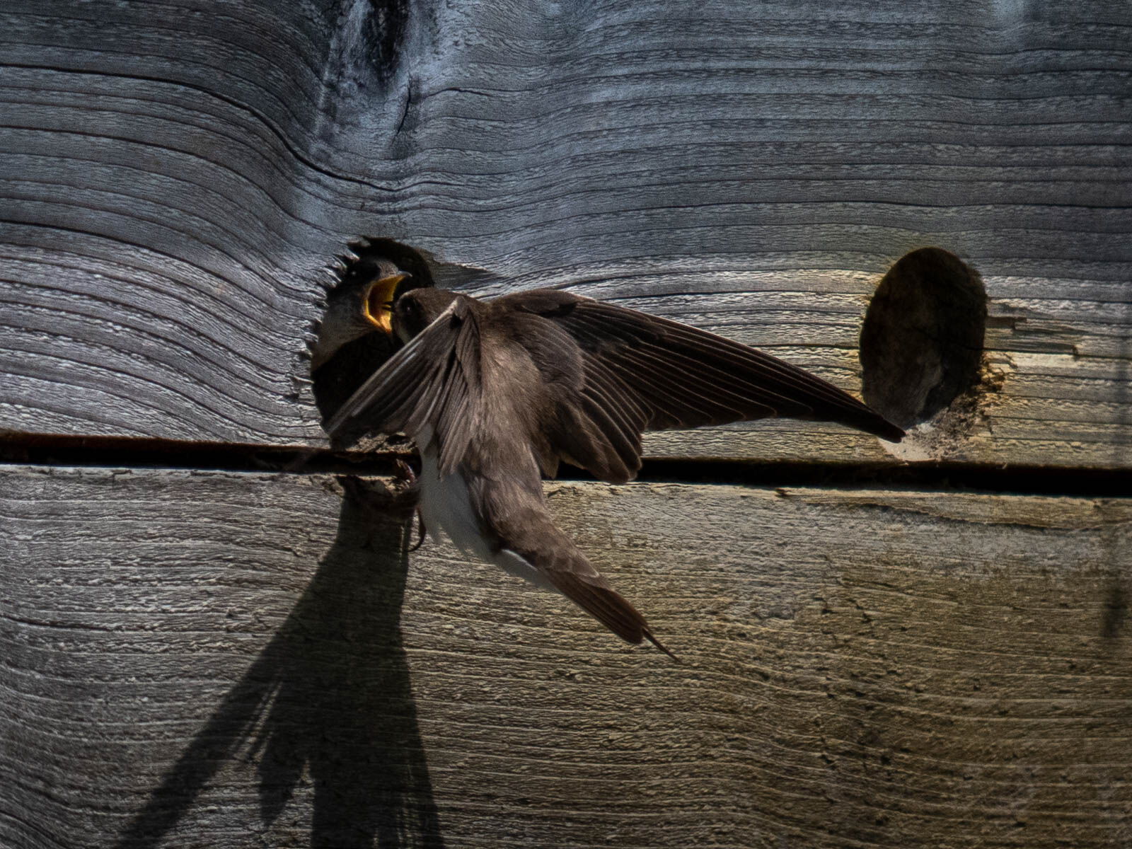 Sand Martin Feeding Time