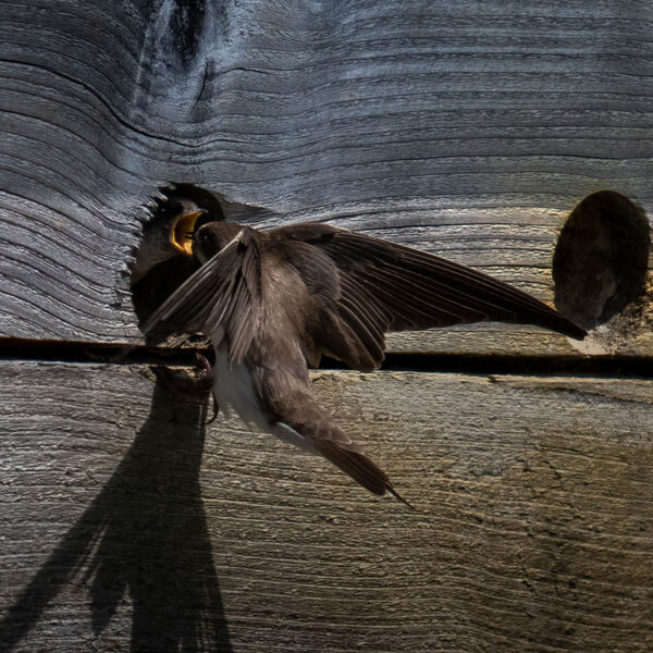 Sand Martin Feeding Time