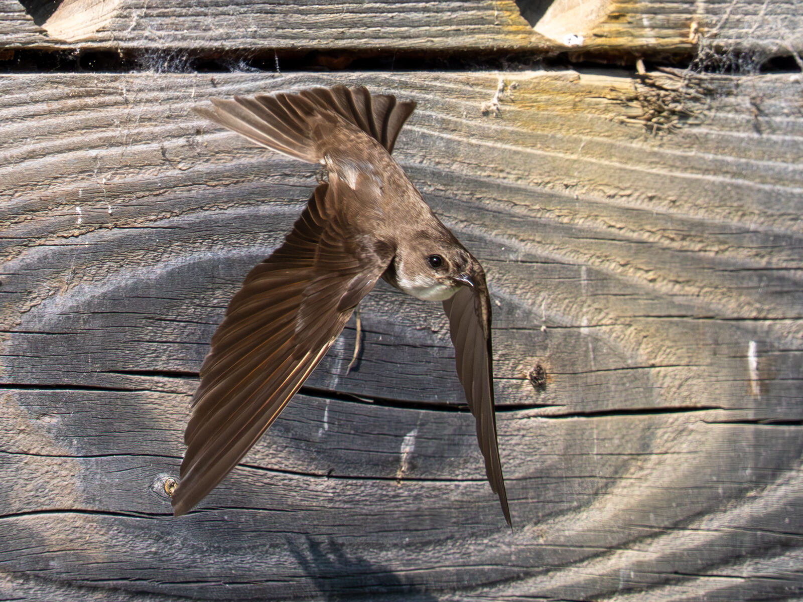 Sand Martin at Seaton Wetlands 1